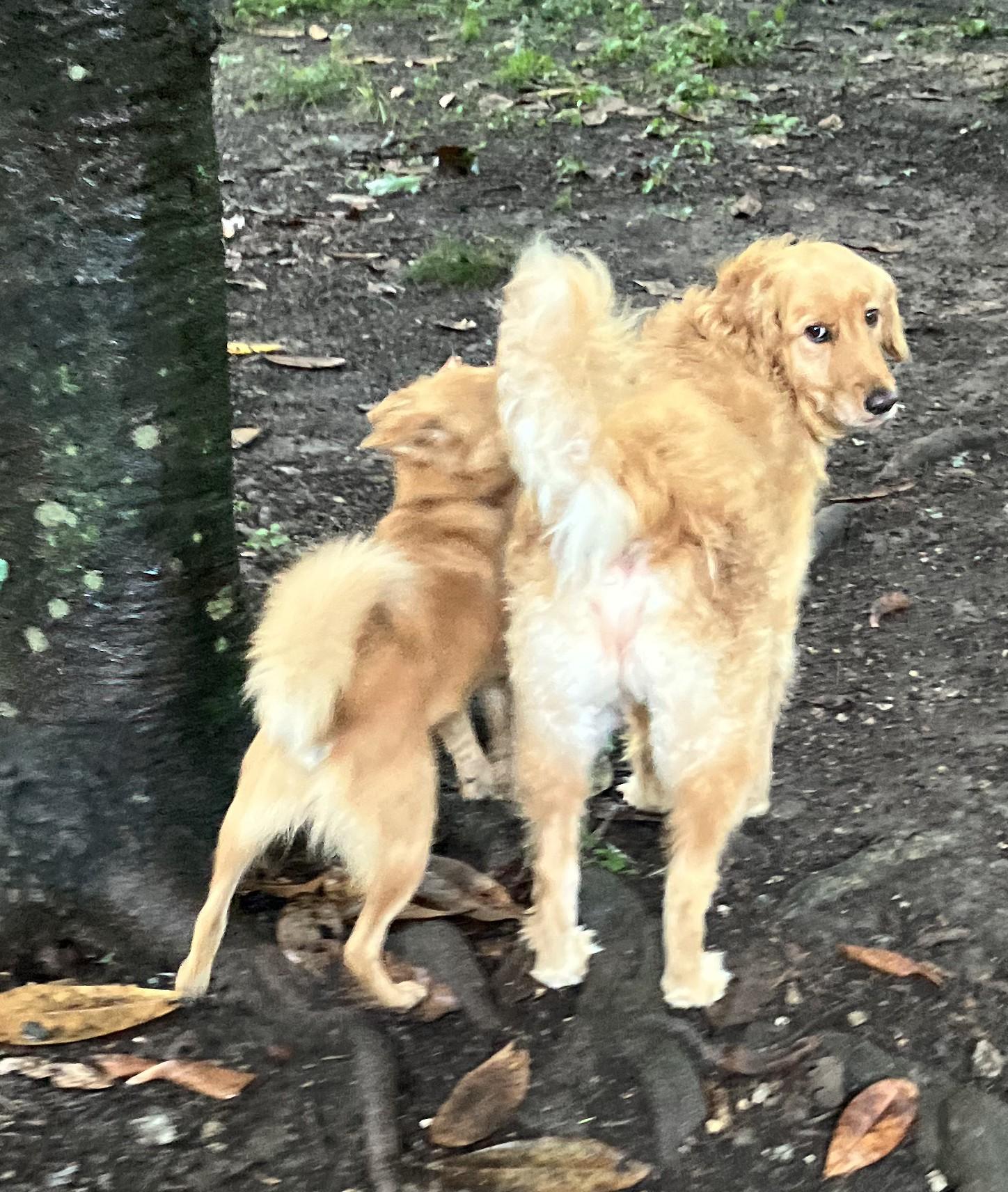 Hazel, a ADOPTABLE Golden Retriever in Chattanooga, TN image 4/6