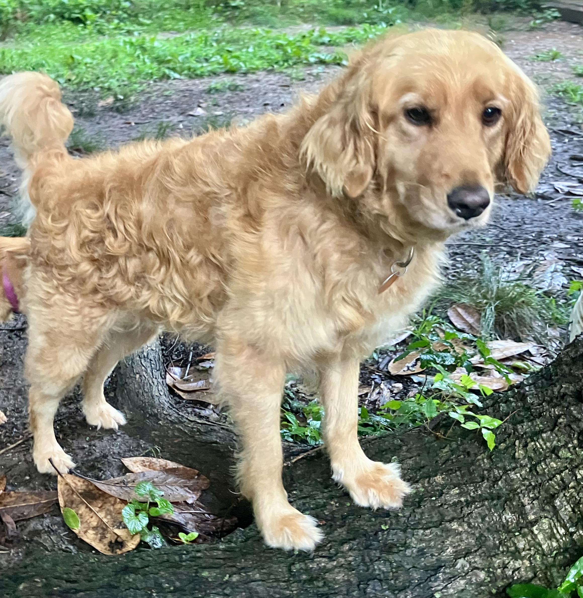 Hazel, a ADOPTABLE Golden Retriever in Chattanooga, TN image 2/6