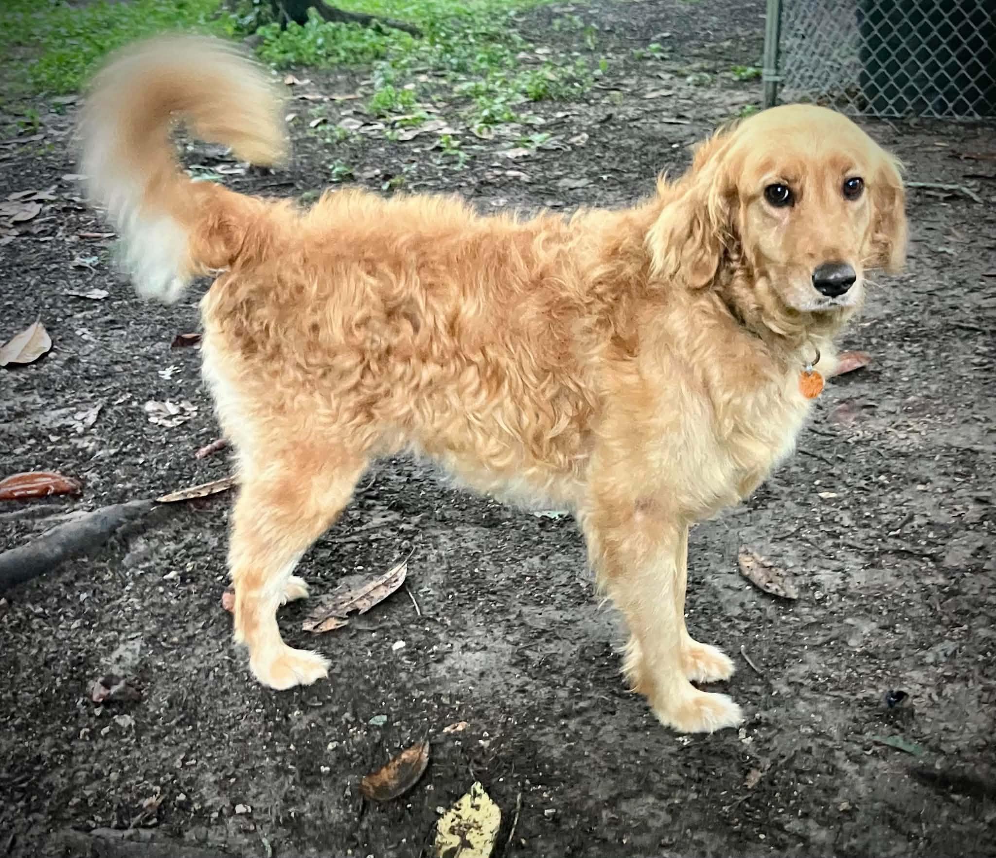 Hazel, ADOPTABLE, Adult Female Golden Retriever.