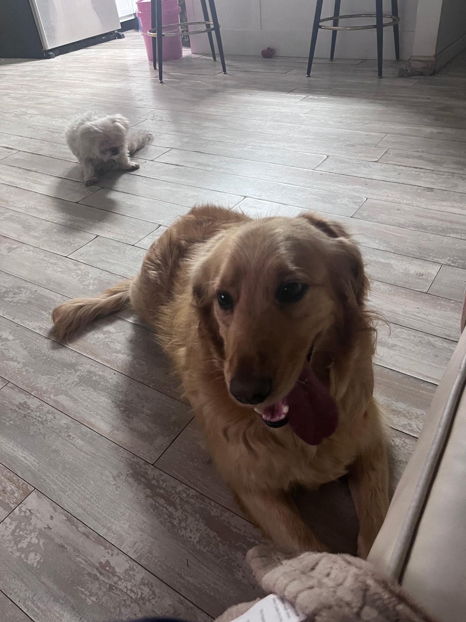 Hazel, a ADOPTABLE Golden Retriever in Chattanooga, TN image 3/4