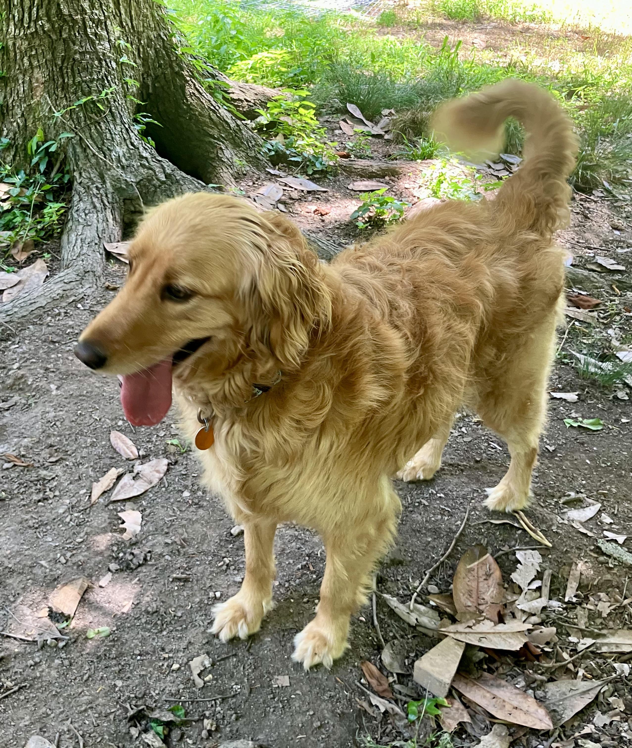 Hazel, a ADOPTABLE Golden Retriever in Chattanooga, TN image 5/6