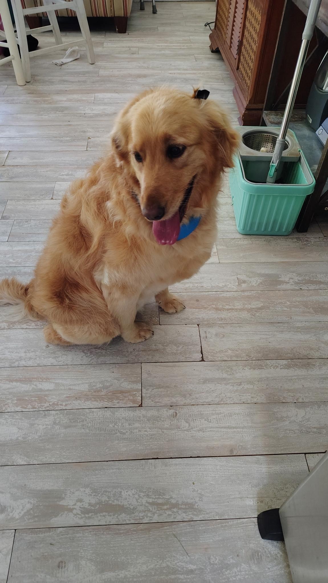 Hazel, ADOPTABLE, Adult Female Golden Retriever.
