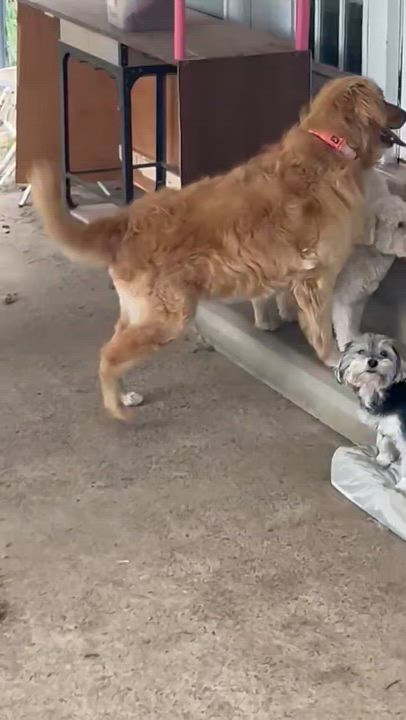 Enlarge Hazel, a ADOPTABLE Golden Retriever in Chattanooga, TN video 2/4