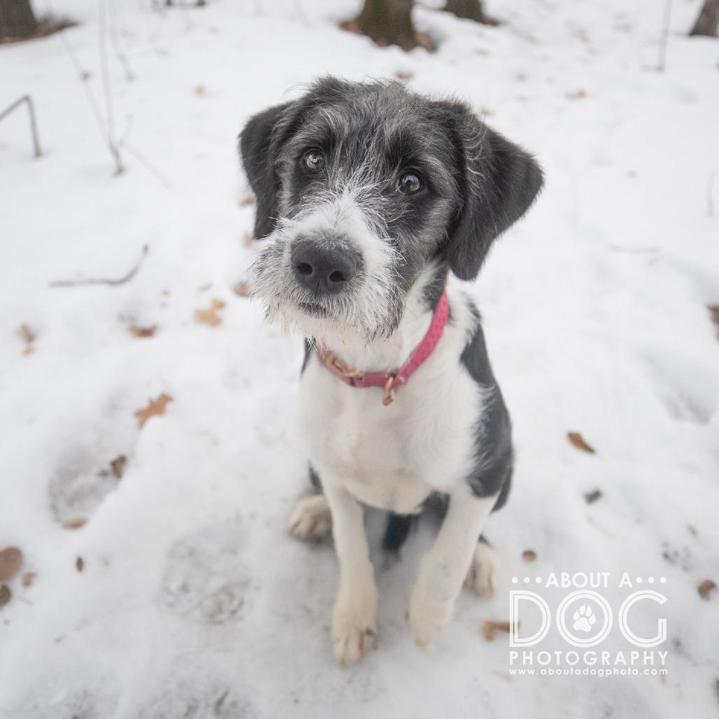 Enlarge STRAY PUPPY "Isabelle", a Adoptable Mixed Breed in Saint Cloud, MN image 1/3