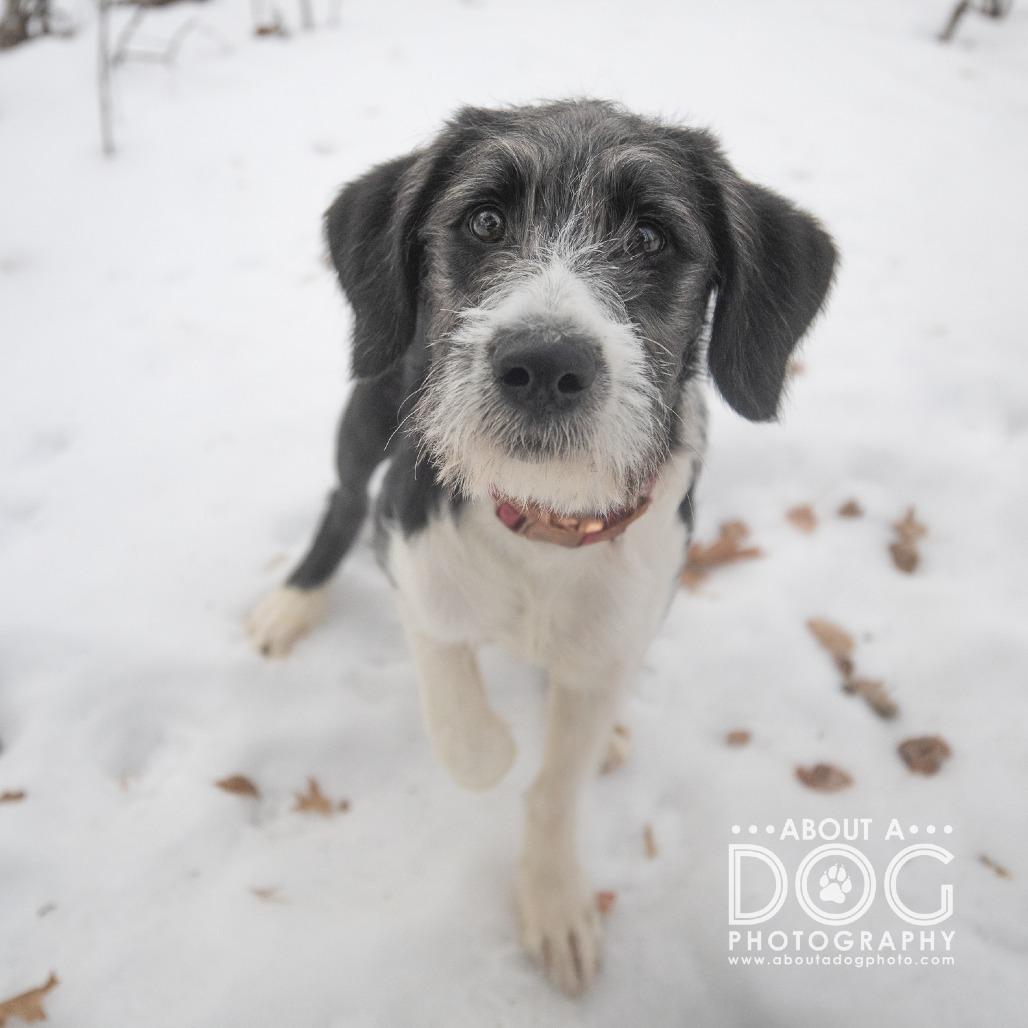 Enlarge STRAY PUPPY "Isabelle", a Adoptable Mixed Breed in Saint Cloud, MN image 2/3