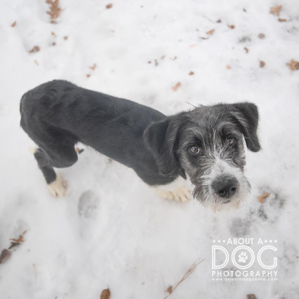 Enlarge STRAY PUPPY "Isabelle", a Adoptable Mixed Breed in Saint Cloud, MN image 3/3