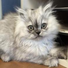 Enlarge Butters **Fostered with the Intent to Adopt **, an adopted Persian in Stafford, VA image 1/1