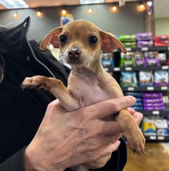 Bandito, Adoptable, Puppy Male Chihuahua.