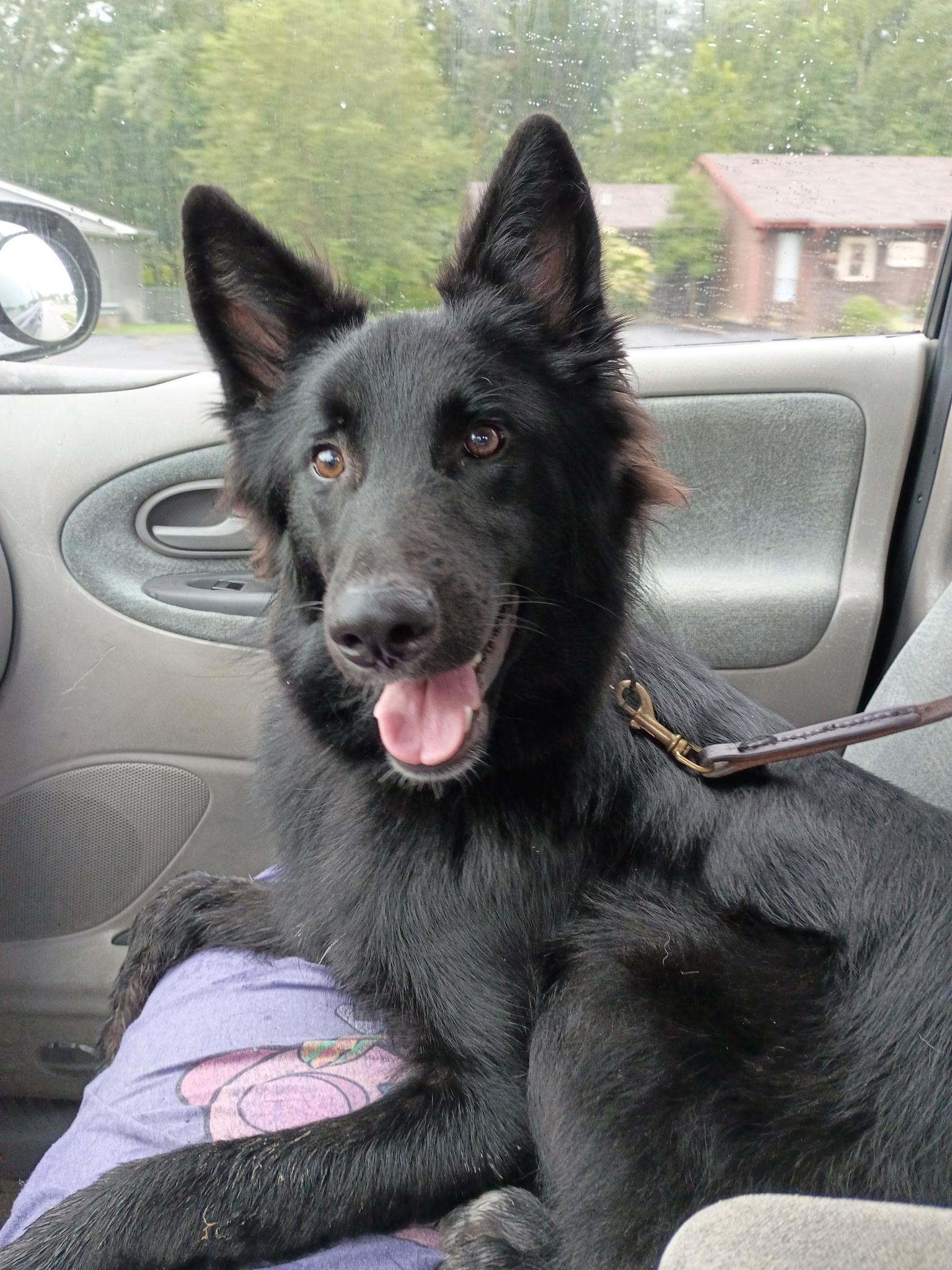 Enlarge Hanson, a Adoptable mixed breed in Catlettsburg, KY image 2/4