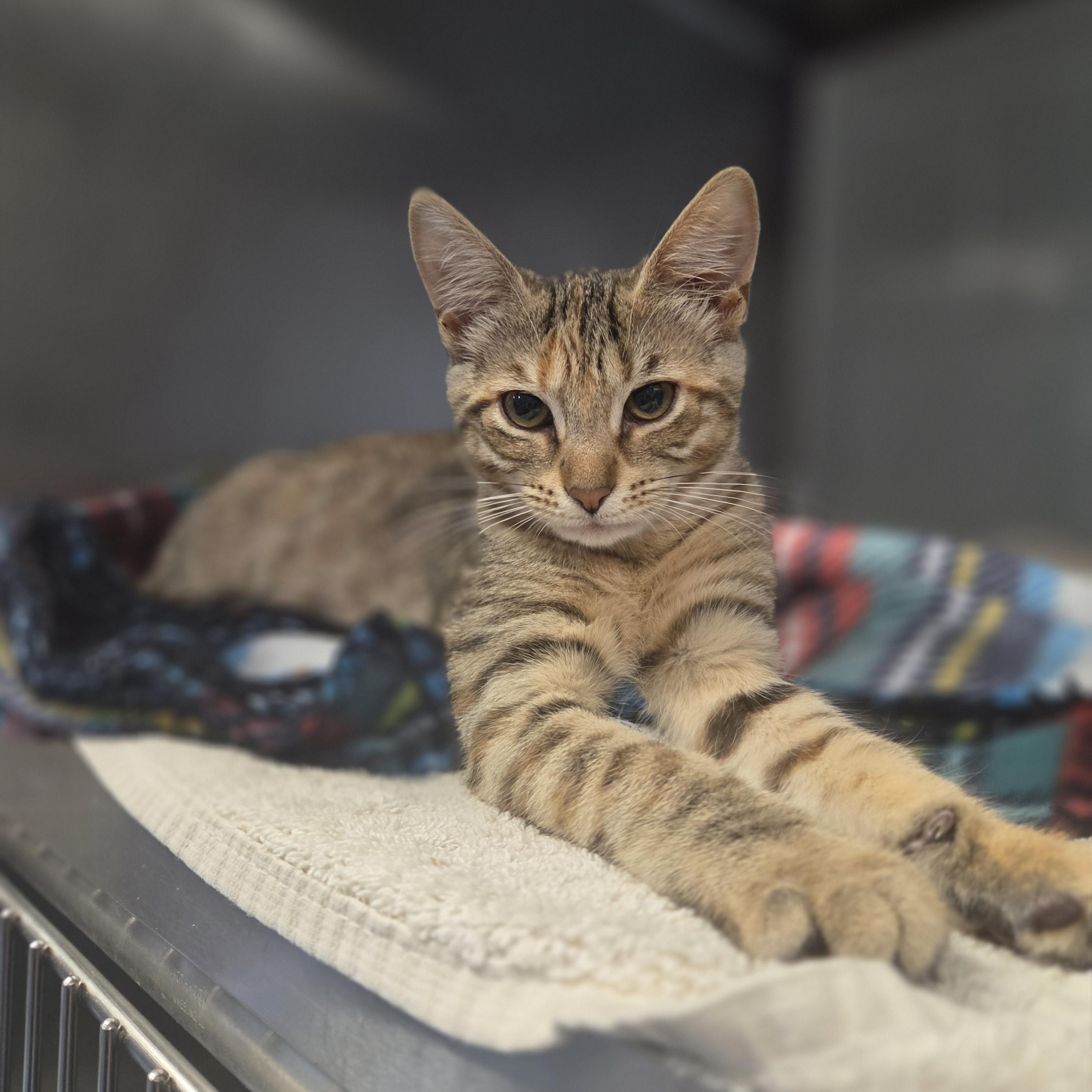 Lucy, ADOPTABLE, Young Female Domestic Short Hair.