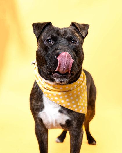 S/C Thor, Adoptable, Adult Male Terrier & Mixed Breed.