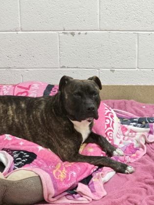 S/C Thor, a Adoptable mixed breed in North Miami Beach, FL image 3/3