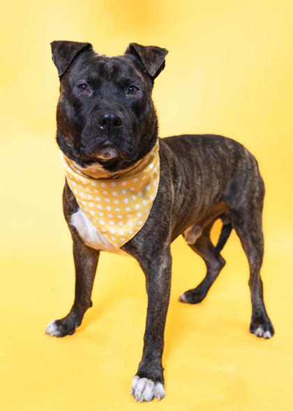 Enlarge S/C Thor, a Adoptable mixed breed in North Miami Beach, FL image 3/3