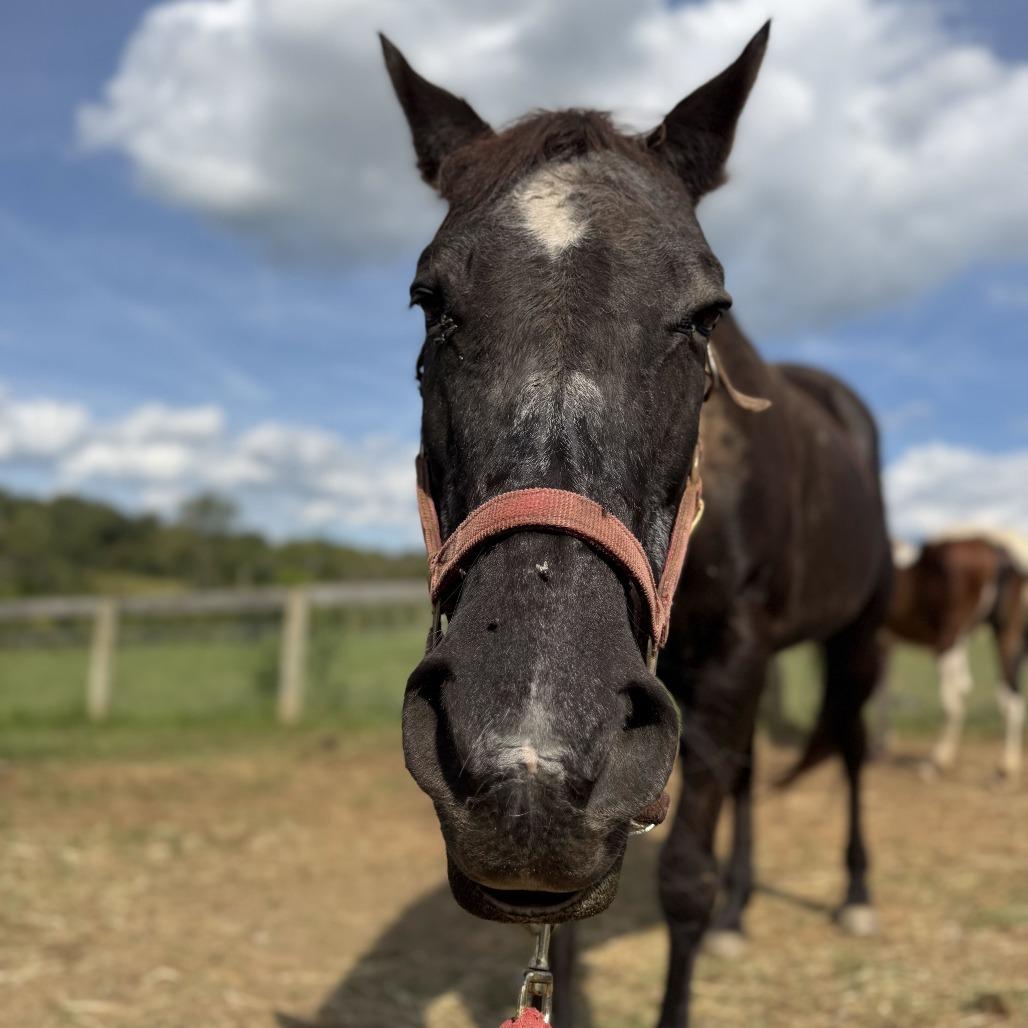 Orphan Annie, Adoptable, Senior Female Quarterhorse.