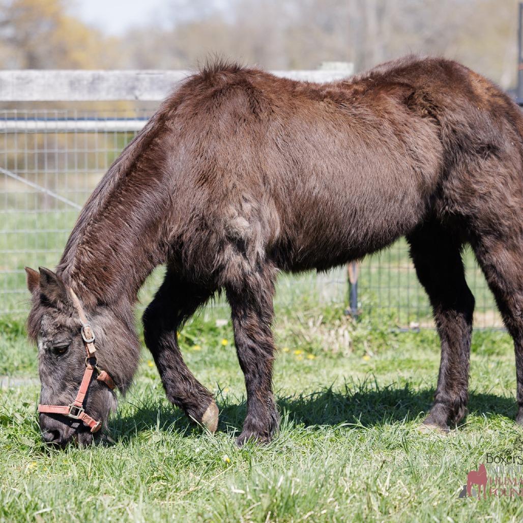 Orphan Annie, a Adoptable Quarterhorse in Marshall, VA image 1/4