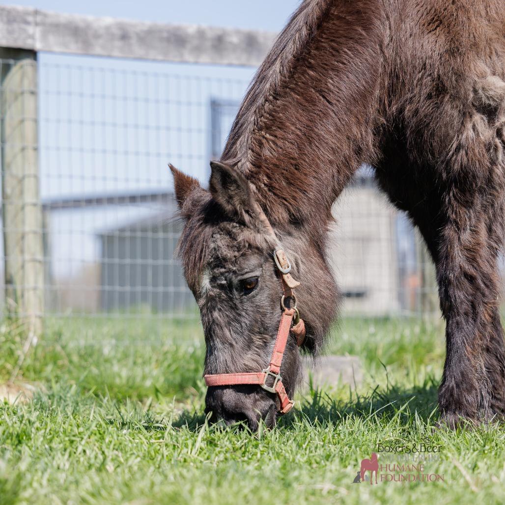Orphan Annie, a Adoptable Quarterhorse in Marshall, VA image 2/4