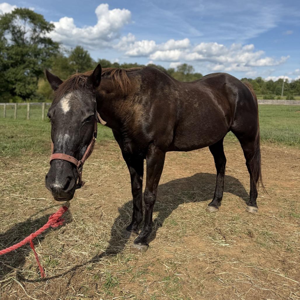 Enlarge Orphan Annie, a Adoptable Quarterhorse in Marshall, VA image 4/6
