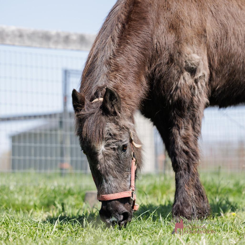 Orphan Annie, a Adoptable Quarterhorse in Marshall, VA image 3/4
