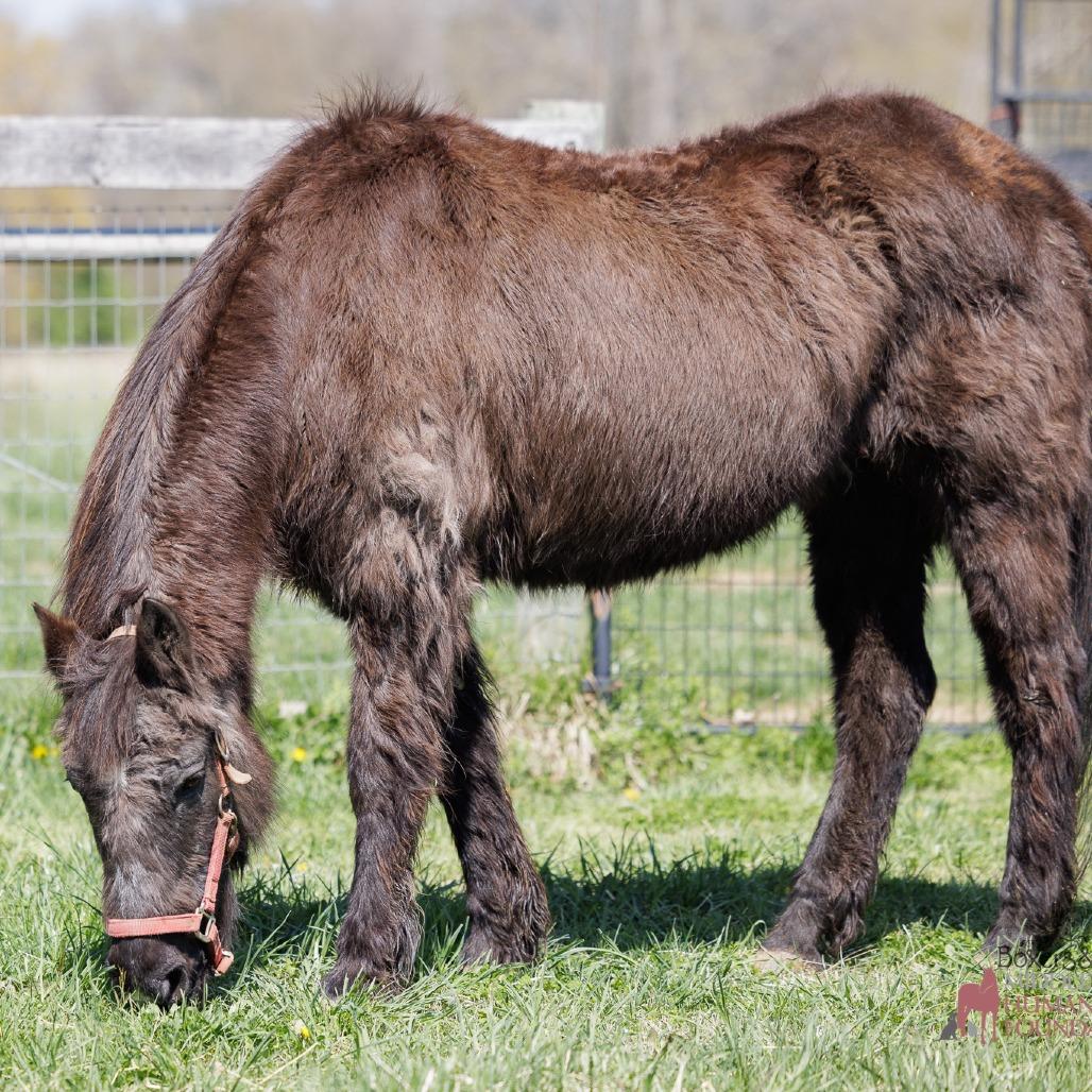 Orphan Annie, a Adoptable Quarterhorse in Marshall, VA image 4/4