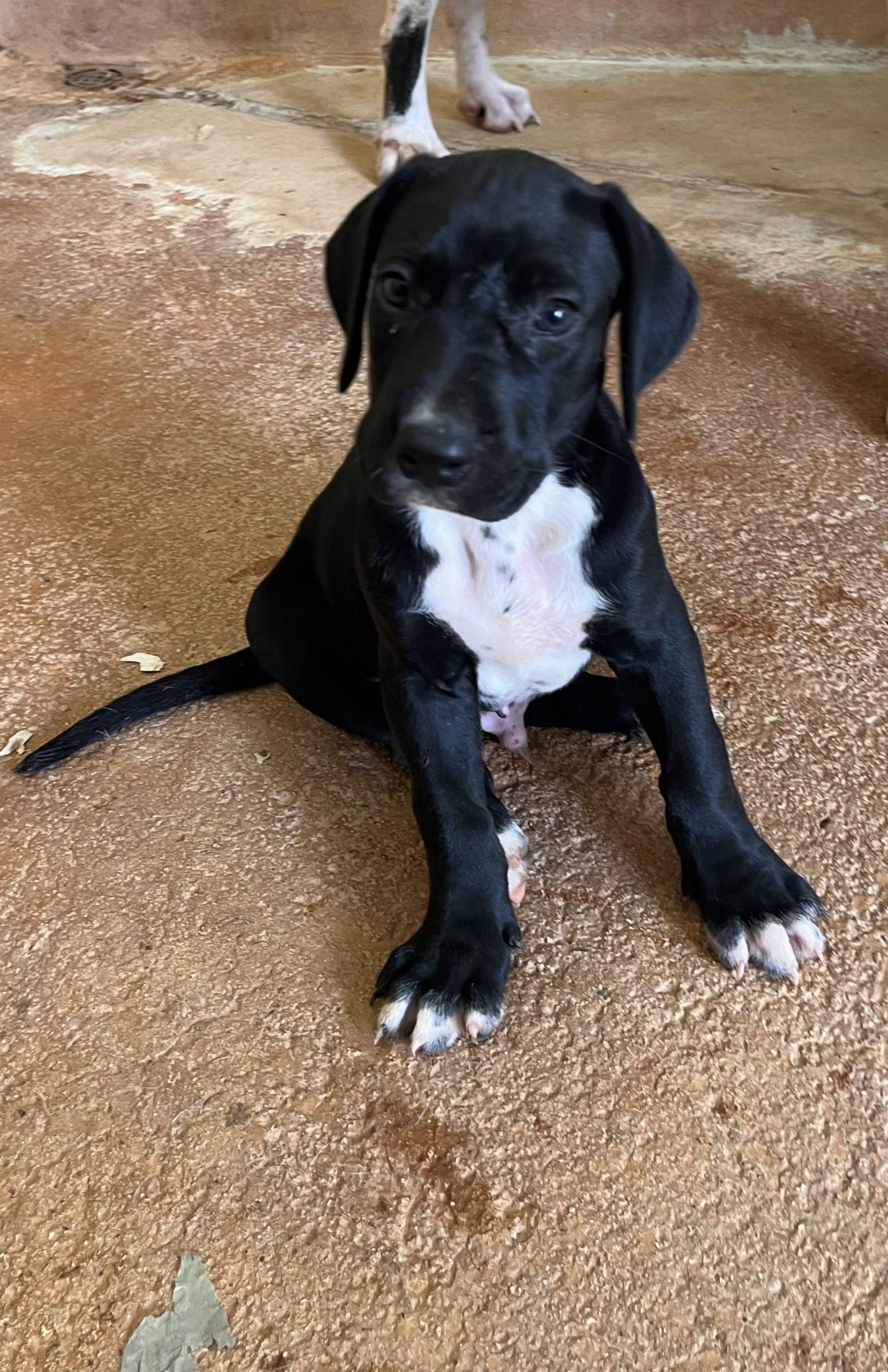 Henry, ADOPTABLE, Puppy Male Great Dane.
