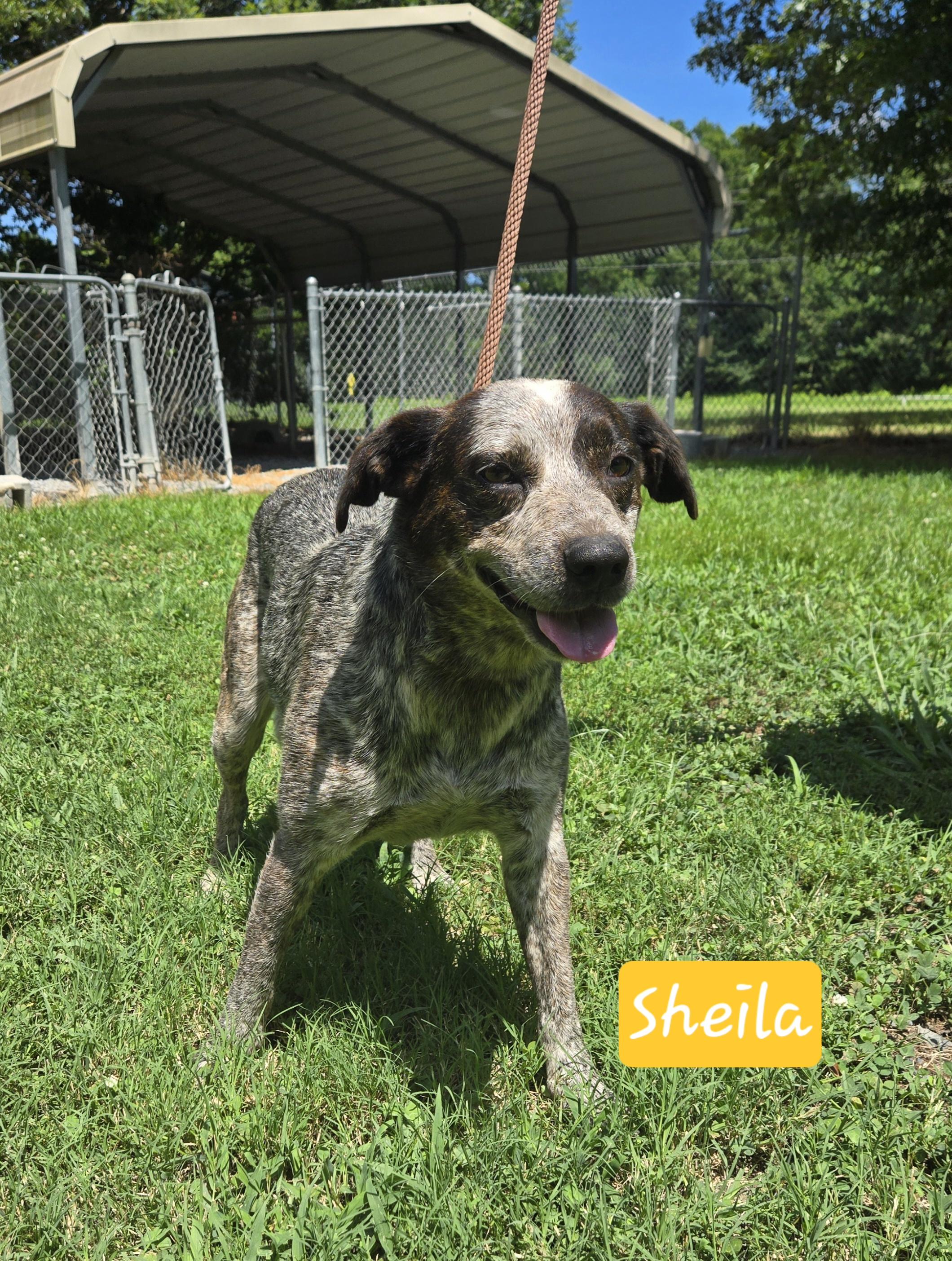 Sheila