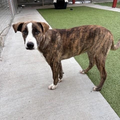 Strawberry, a Adoptable mixed breed in Fayetteville, AR image 1/4