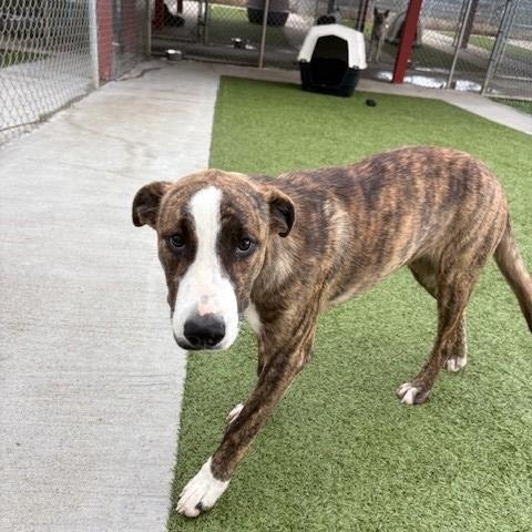 Strawberry, a Adoptable mixed breed in Fayetteville, AR image 3/4