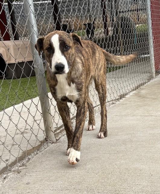 Strawberry, a Adoptable mixed breed in Fayetteville, AR image 2/4