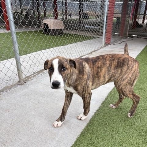 Strawberry, a Adoptable mixed breed in Fayetteville, AR image 4/4