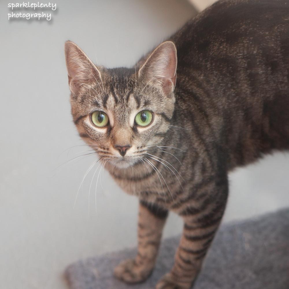 Enlarge Kahpik, an adoptable Domestic Short Hair in Ridgefield, CT image 2/4