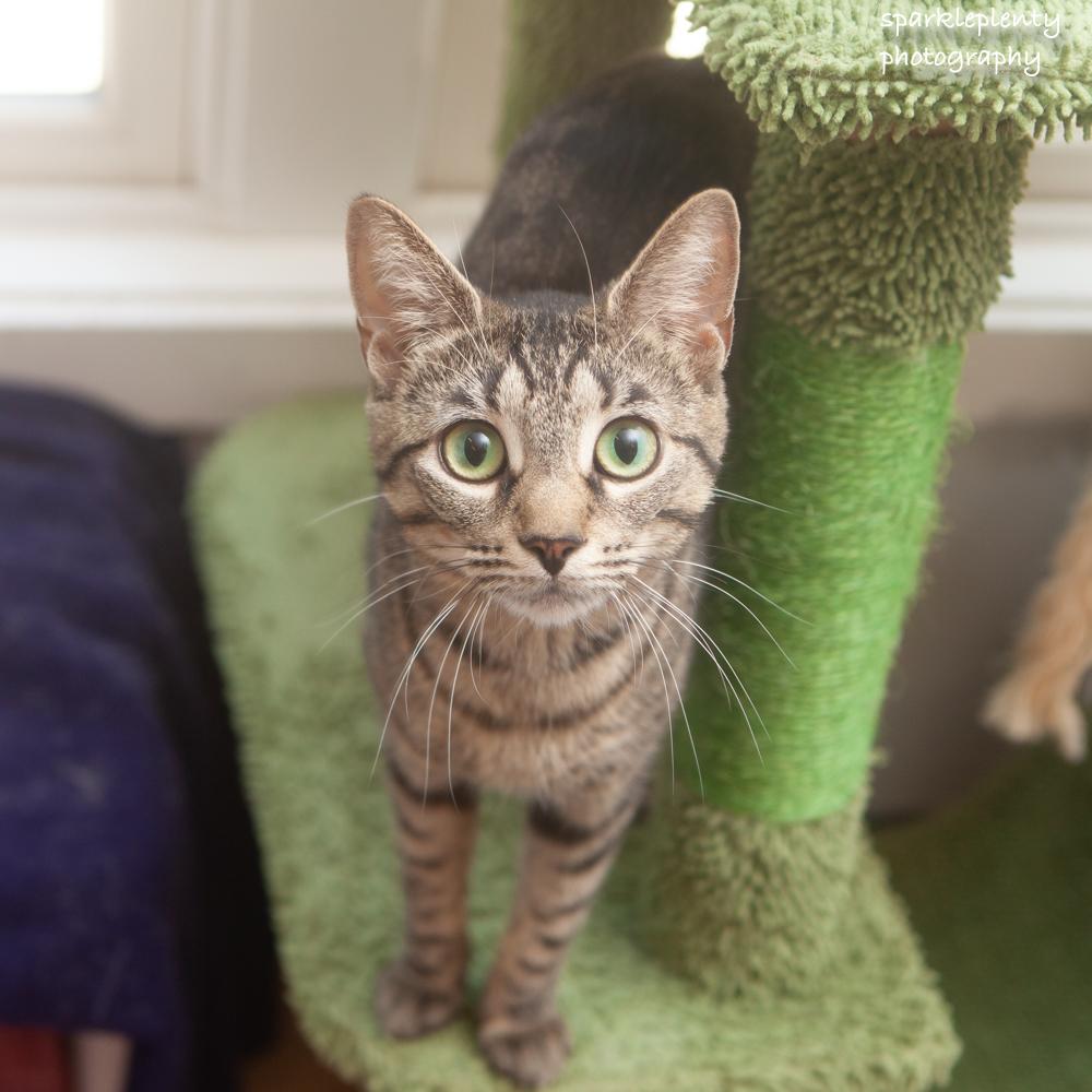 Enlarge Kahpik, an adoptable Domestic Short Hair in Ridgefield, CT image 1/4
