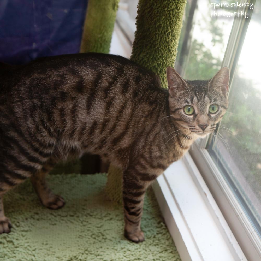 Enlarge Kahpik, an adoptable Domestic Short Hair in Ridgefield, CT image 3/4