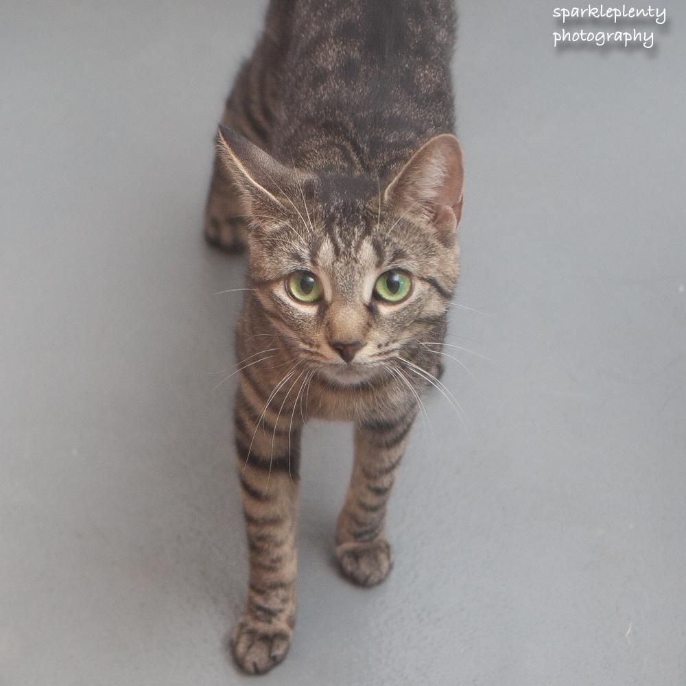 Enlarge Kahpik, an adoptable Domestic Short Hair in Ridgefield, CT image 4/4