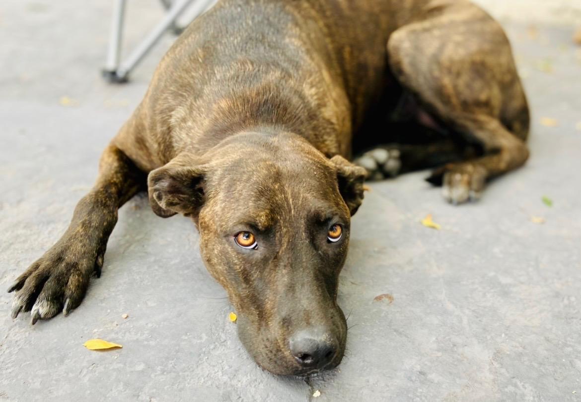 Enlarge Chloe, a ADOPTABLE mixed breed in Amarillo, TX image 2/3
