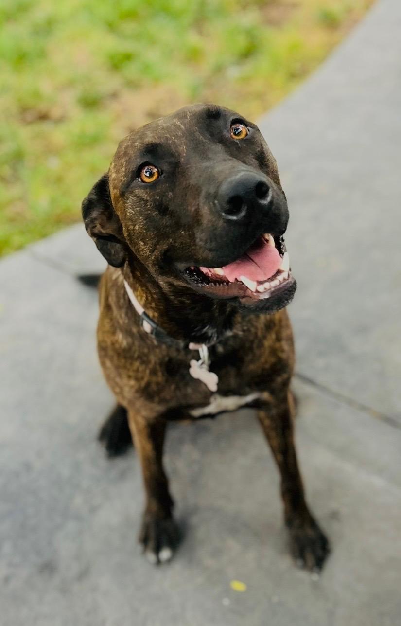 Chloe, ADOPTABLE, Adult Female Plott Hound.