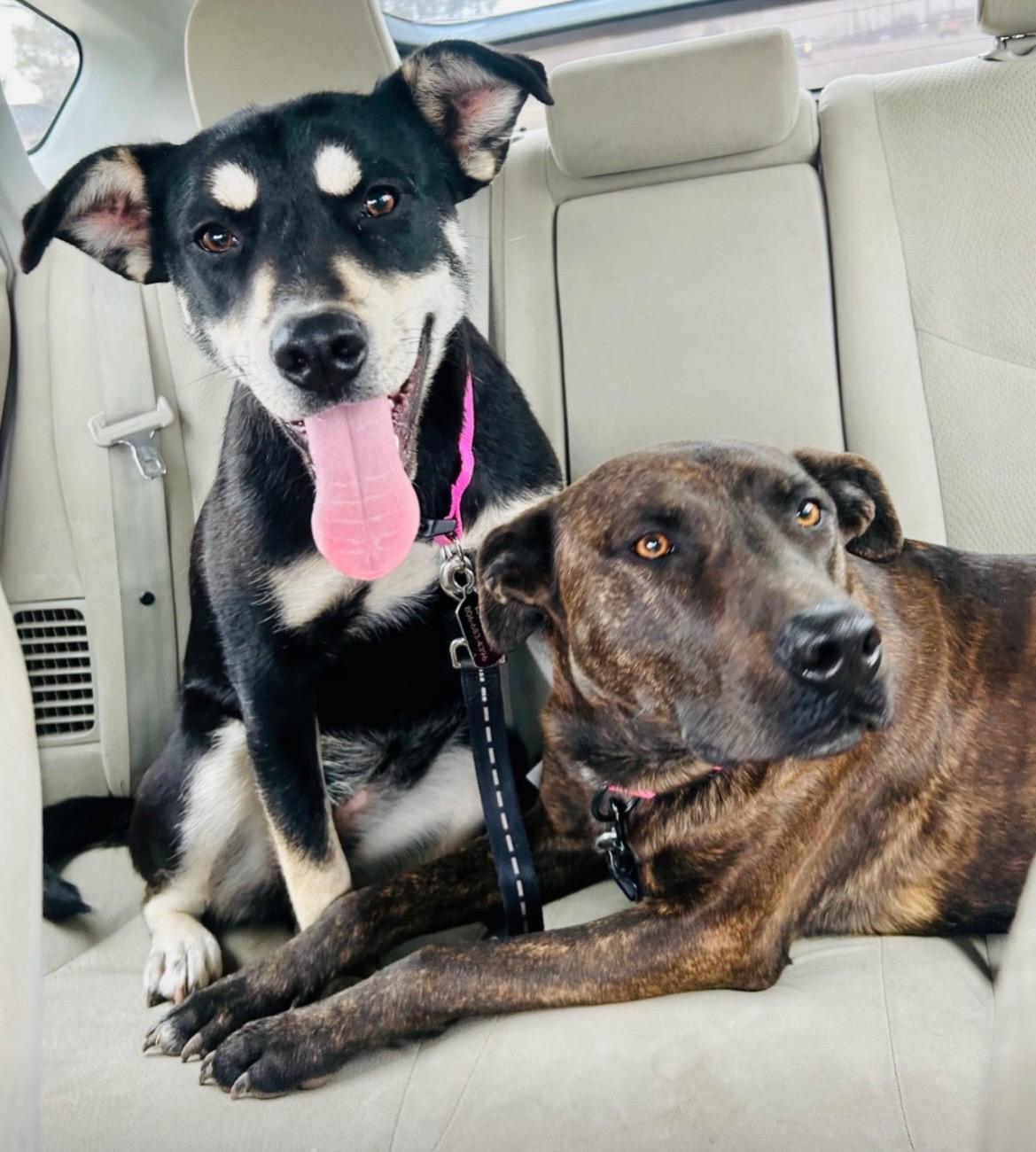 Enlarge Chloe, a ADOPTABLE mixed breed in Amarillo, TX image 3/3