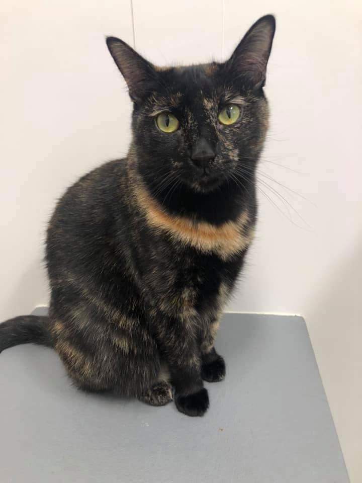 Sable, Adoptable, Young Female Domestic Short Hair & Tortoiseshell.