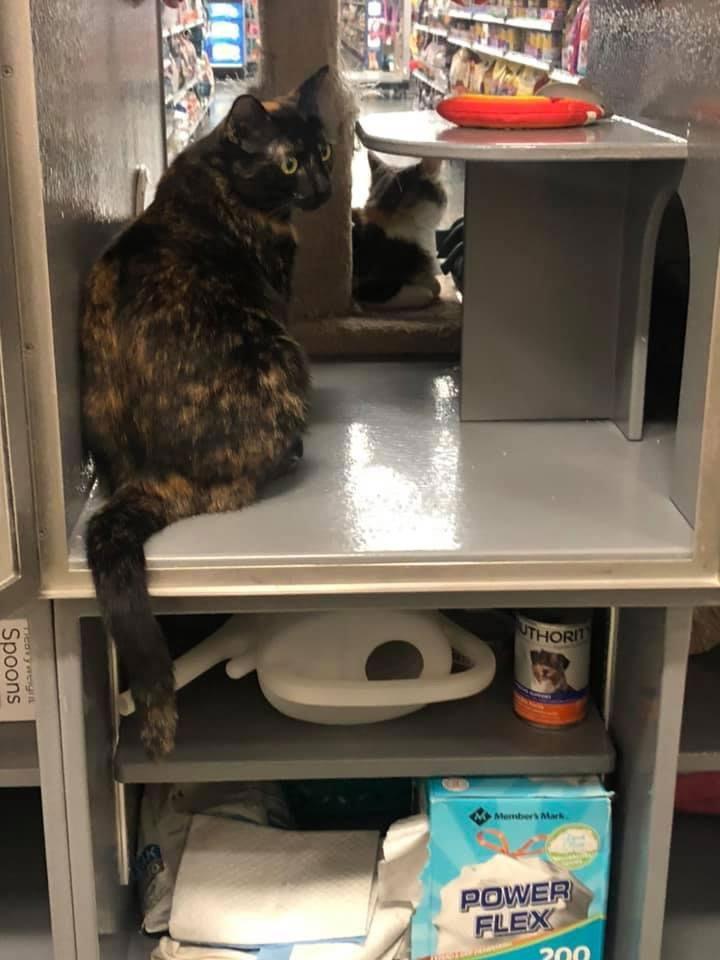 Enlarge Sable, a Adoptable mixed breed in Los Alamitos, CA image 2/6