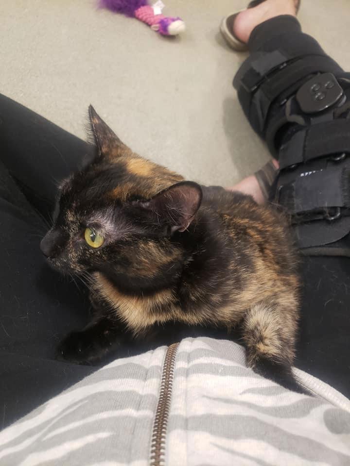 Sable, Adoptable, Young Female Domestic Short Hair & Tortoiseshell.