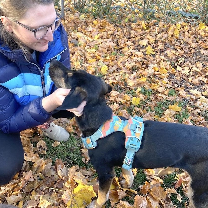 Doby, an adopted mixed breed in Morristown, NJ image 5/6