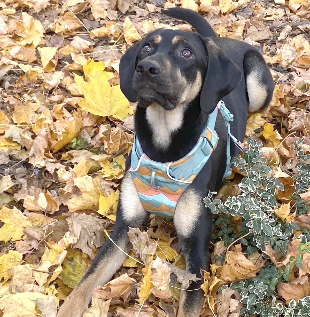 Doby, an adopted mixed breed in Morristown, NJ image 6/6