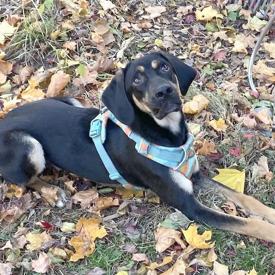 Doby, an adopted mixed breed in Morristown, NJ image 2/6