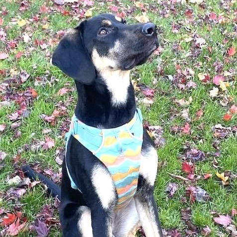 Doby, Adoptable, Young Male Labrador Retriever & Pointer.