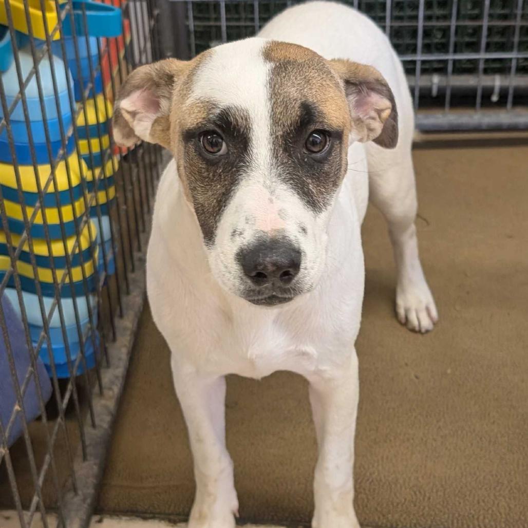 Enlarge Bailey, a Adoptable mixed breed in Grand Junction, CO image 1/1