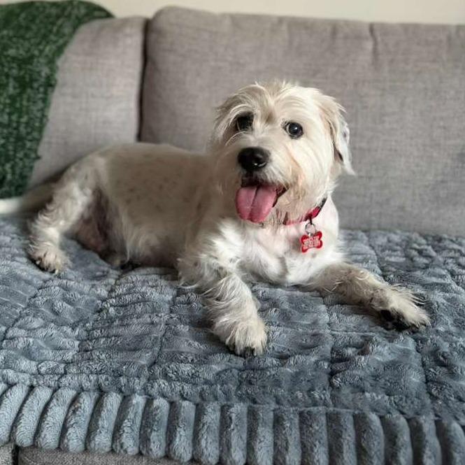 Snoopy, Adoptable, Senior Male Terrier.