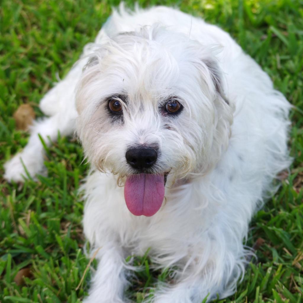 Snoopy, Adoptable, Senior Male Terrier.