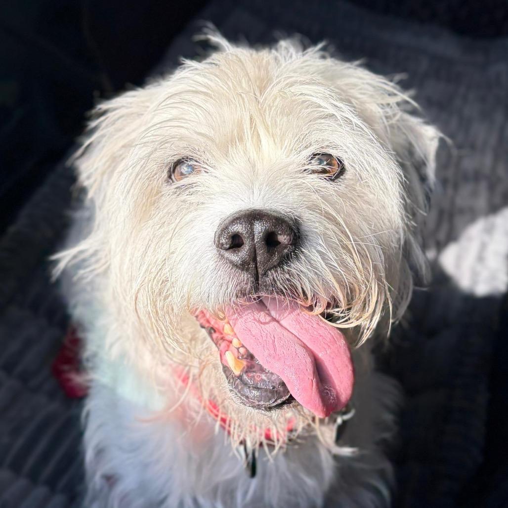 Enlarge Snoopy, a Adoptable mixed breed in Miami, FL image 3/6