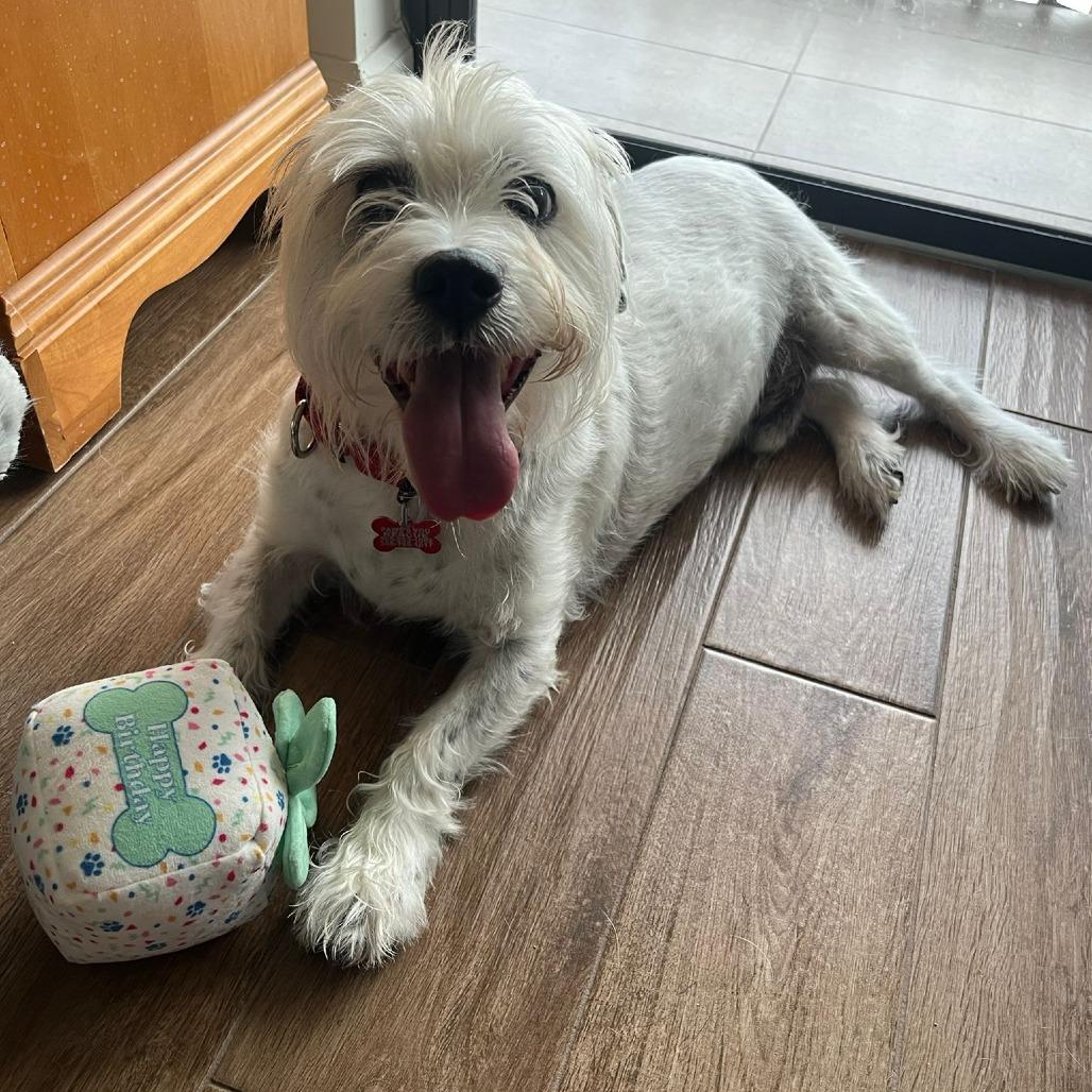 Enlarge Snoopy, a Adoptable mixed breed in Miami, FL image 4/6