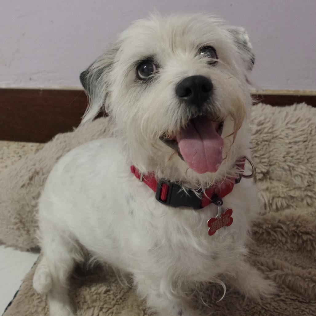 Enlarge Snoopy, a Adoptable mixed breed in Miami, FL image 2/6