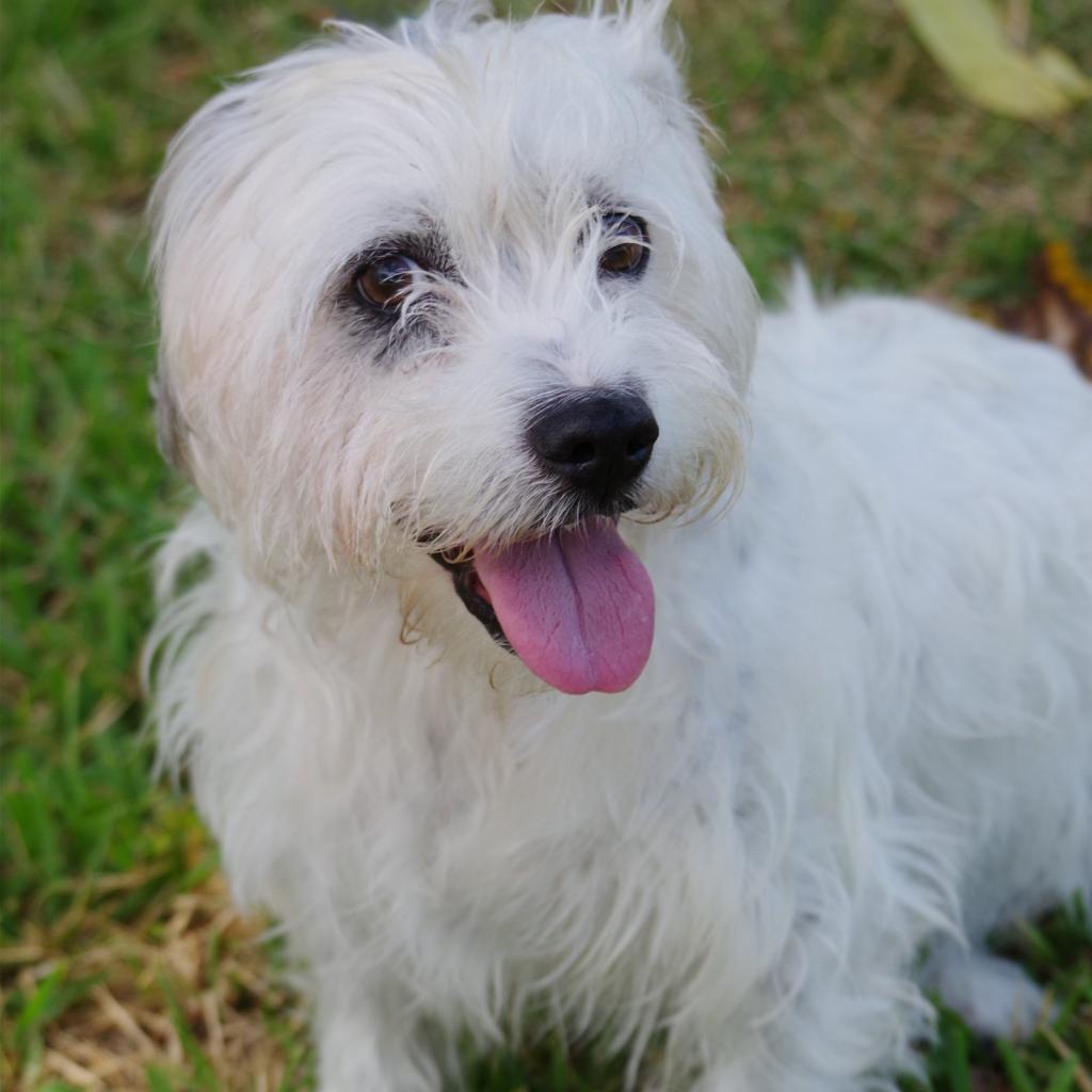 Enlarge Snoopy, a Adoptable mixed breed in Miami, FL image 3/6